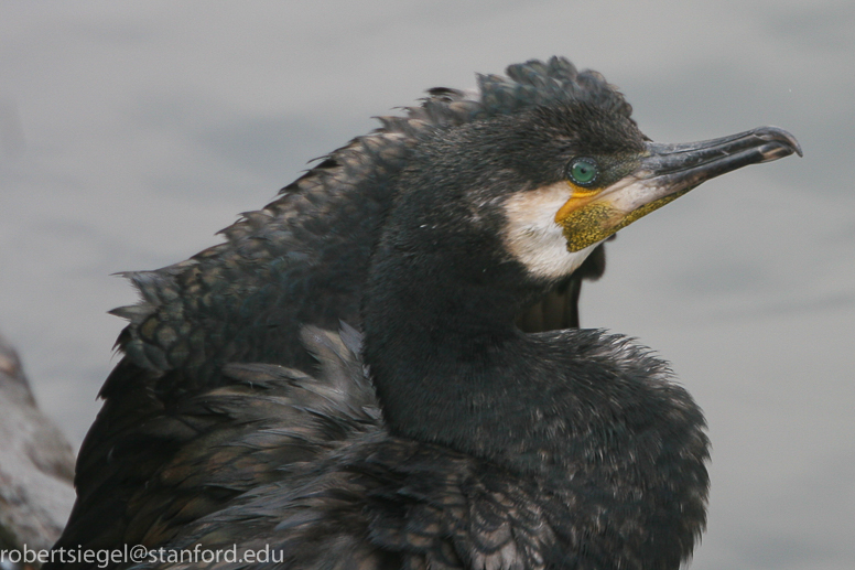 cormorant